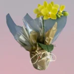 Mini Orquídea Amarela